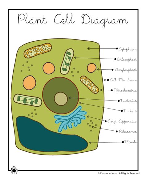 Here's a nice model plant cell diagram. | Cell diagram, Plant cell diagram, Science cells