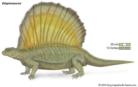 Edaphosaurus | fossil tetrapod | Britannica.com