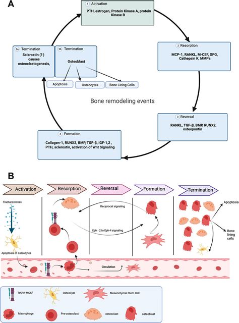 Process of bone remodeling. (A) Schematic diagram of bone remodeling... | Download Scientific ...