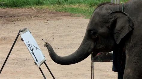 Arts by Elephants: Elephant Art: Suda the elephant painting on Canvas at Mae Taeng Elephant Camp ...