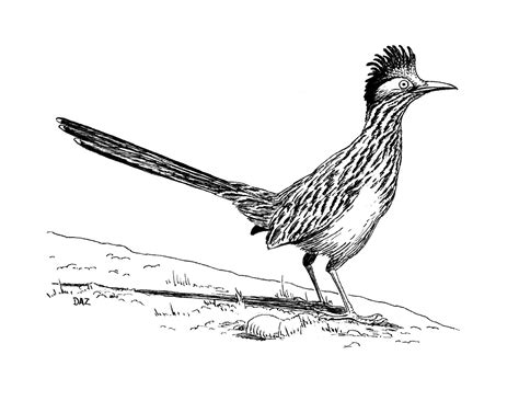 roadrunner | Bird pencil drawing, Bird prints, Bird drawings