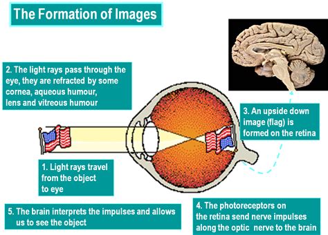 Sight Picture Diagram