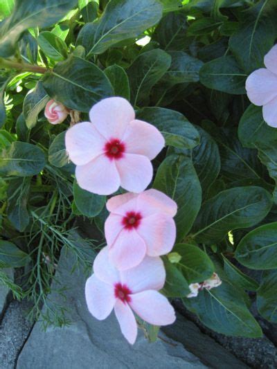 Catharanthus Plant | How to Grow Annual Vinca