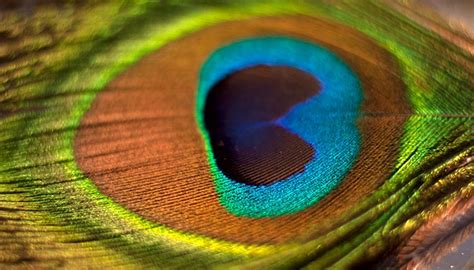 Tiny World – Peacock Feather Under Microscope - Donovan Rittenbach ...