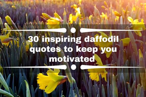 30 inspiring daffodil quotes to keep you motivated and going forward - YEN.COM.GH