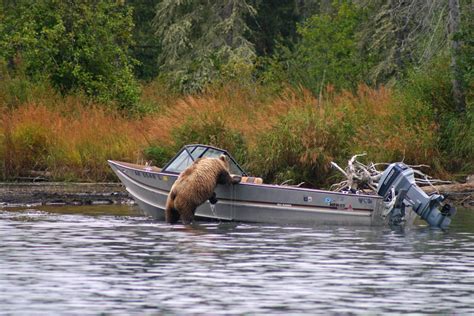 Alaska Bear Viewing Tours, Bear Watching in Katmai National Park Alaska