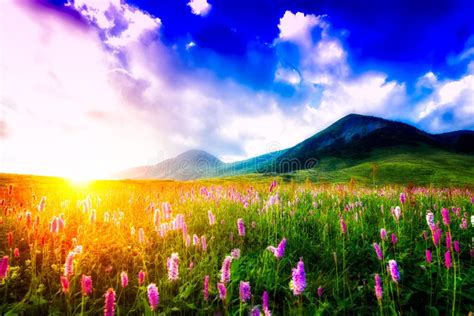 Sunset in a flowery meadow stock photo. Image of floral - 47938790