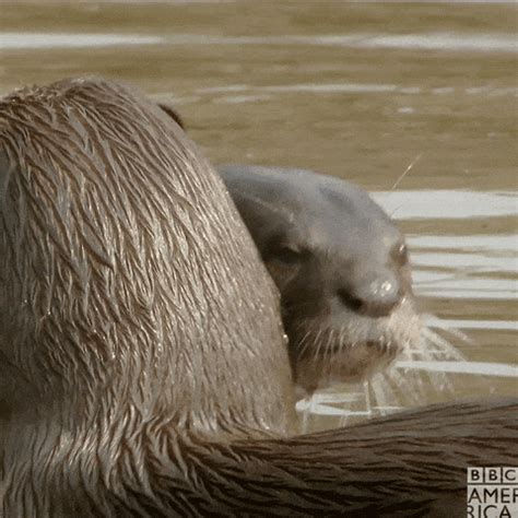 Cute Otters GIFs - Find & Share on GIPHY