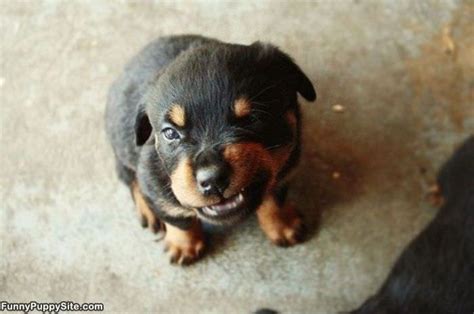 My Grrr Face - funnypuppysite.com