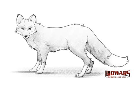 How To Draw A Fox Head