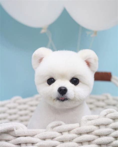 Cute white Pomeranian Puppy with teddy bear haircut. #pomeranian #whitepomeranian #teddybearcut ...