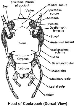 cockroach - Google keresés | insecto panico | Pinterest