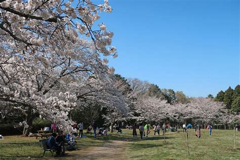 THE 15 BEST Things to Do in Chiba - 2022 (with PHOTOS) - Tripadvisor