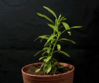 Plant Dying GIFs - Find & Share on GIPHY