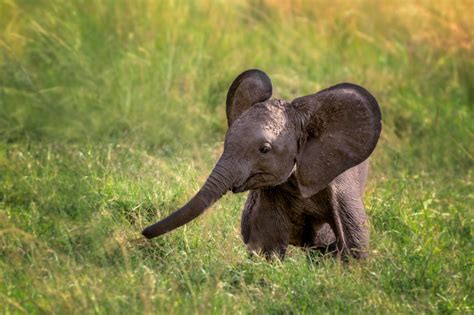 These Photos Will Make You Fall Completely In Love With Elephants | Baby animals, Baby elephant ...