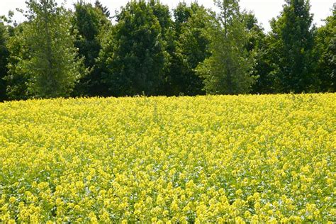 Growing Canola for Oilseed or Cover Crop Use | MU Extension