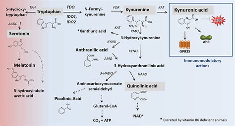 Frontiers | The Immunomodulator 1-Methyltryptophan Drives Tryptophan ...