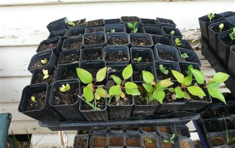 Growing Fruit Trees from Seed | Pip Permaculture Magazine