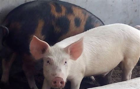 Piggery Farms in Nigeria - Piggery Farmers | EZ Farming