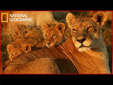 The Last Lions - National Geographic Wild | DocumentaryTube