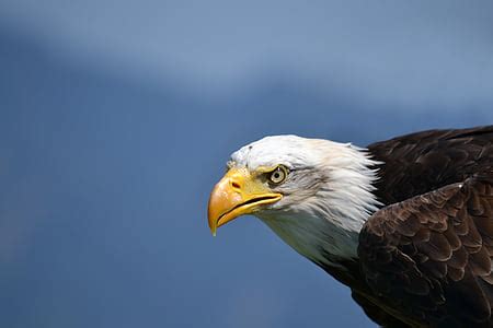 Royalty-Free photo: White and brown eagle | PickPik