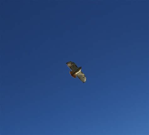 hawk in flight | Nature pictures, Nature, Animals