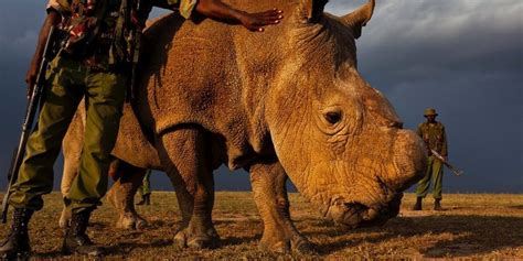 World's Last Male Northern White Rhino Placed Under 24-Hour Armed Guard ...