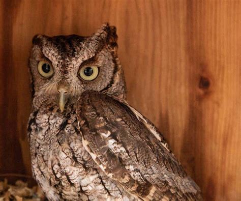 Owls In Oklahoma: 9 Species To Be On The Lookout For