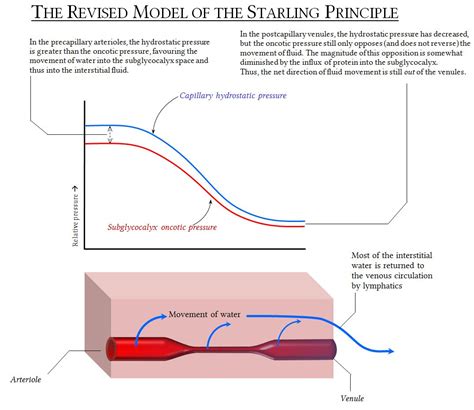 Starling's principle of transvascular fluid dynamics | Deranged Physiology