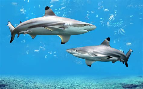 Underwater world, Sharks, Two, HD Wallpaper | Rare Gallery