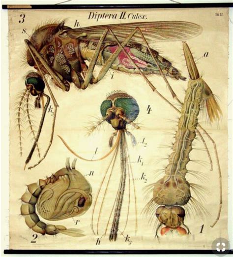 Pin by Laura Cutler on living | Scientific drawing, Insect art, Scientific illustration