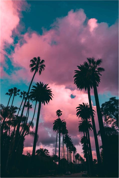 Pink palm trees » WallPal