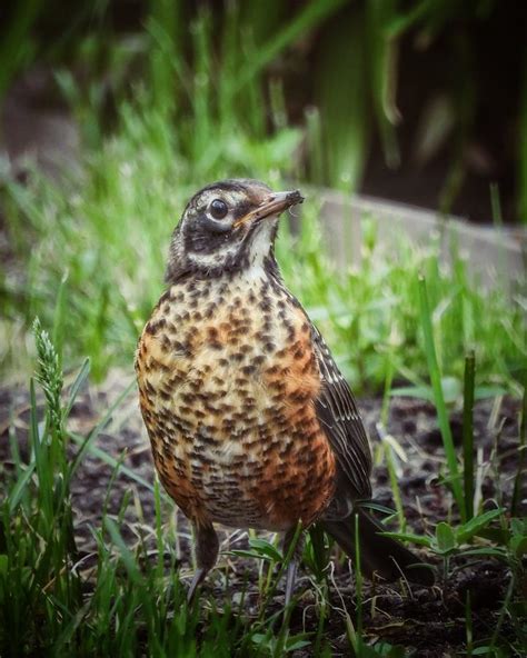 Juvenile American Robin Photograph by Frederick Belin - Fine Art America