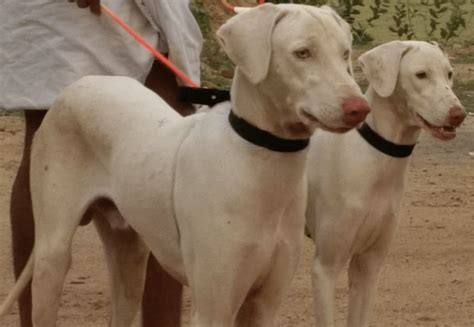 Rajapalayam Dog - Rare Aristocratic Dog of India (BREED GUIDE)