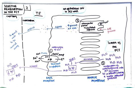 Selective Reabsorption in the PCT Diagram | Quizlet