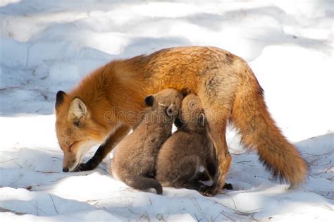 Mother fox feeding pups stock photo. Image of feeding - 32550702