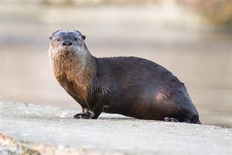 Numerosos datos sobre la nutria de río de América del Norte