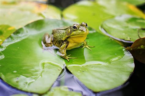 Frogs in Alaska: A Guide to the Different Types - WoodsMan Report