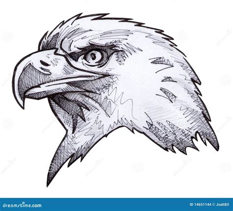 Bald Eagle Sketch stock illustration. Illustration of endangered - 14651144