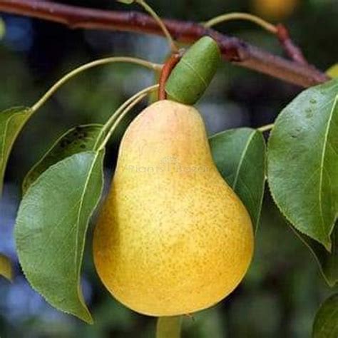 Buy Nashpati (pear) Fruit Plant Online at Plants Bazar. Order Now!