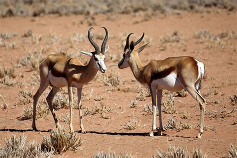 Wildlife in Namibia: Animals You’ll See on Safari | Go2Africa