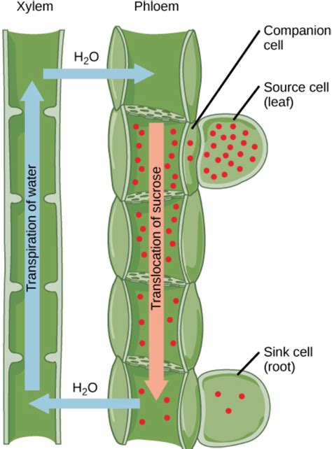 Function Of Xylem And Phloem In Leaf - Infoupdate.org