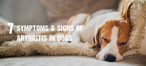 Arthritis in Dogs: 7 Signs & Symptoms