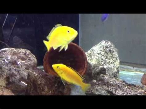 My yellow labs(cichlids) breeding - YouTube