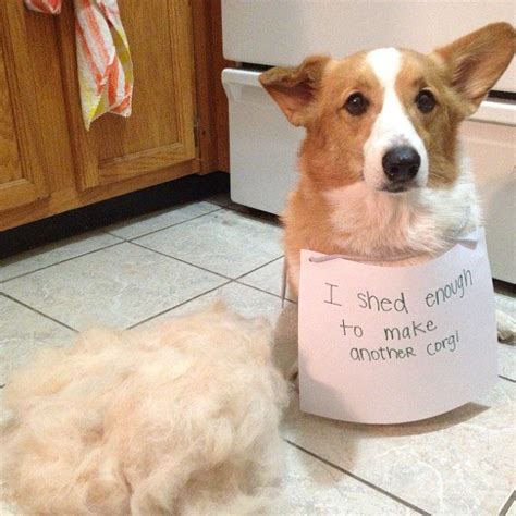 Hilarious Dog Shaming Photos: Corgi Edition