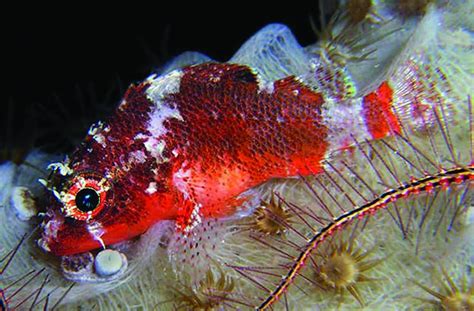 Scorpionfish too deep for SCUBA divers caught by submersible turns out to be a new species | (e ...