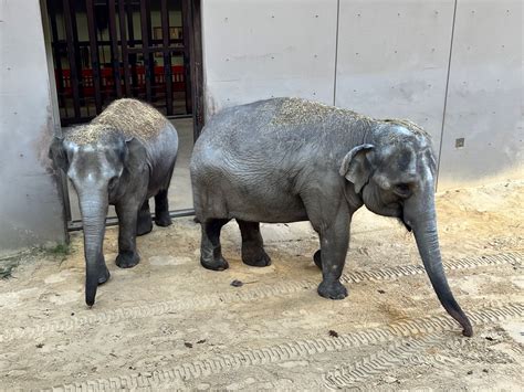 Two New Elephants Just Arrived At The National Zoo| DCist