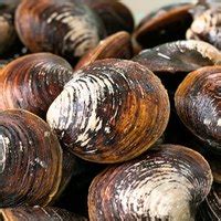 How to Keep Fresh Clams Alive (with Pictures) | eHow