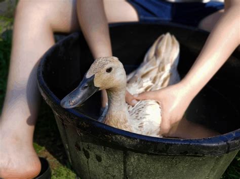 Naturally Treating Bumblefoot in Chickens and Ducks