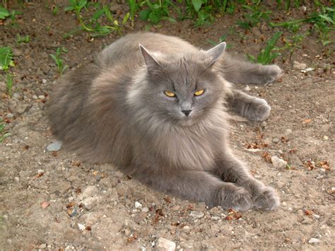 gray very big cat! | Siberian cat, Cat breeds, Dangerous cat